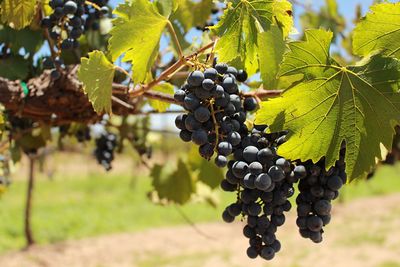 Close-up of grapes growing in vineyard