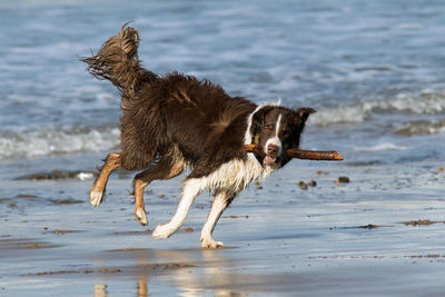 Dog running on beach