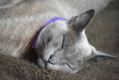 Close-up of cat sleeping