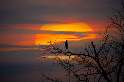 Silhouette of bird on bare tree against orange sky