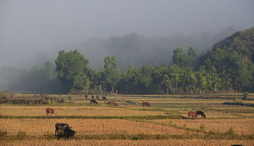 Trees on field against sky