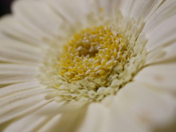 Close-up of white flower