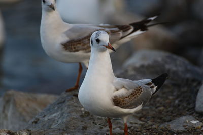 Close-up of seagull perching on rock