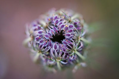 Close-up of purple flowering plant