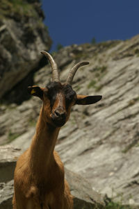 Low angle view of goats on rock