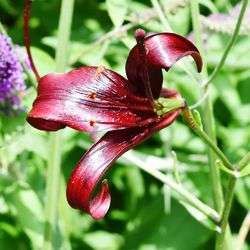 Close-up of red flower