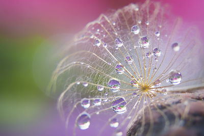 Close-up of wet purple flower