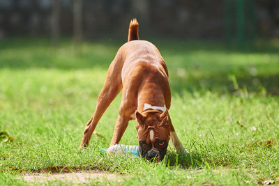 Dogs running on field