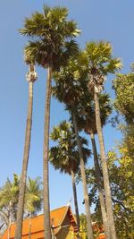 Low angle view of coconut palm trees against blue sky