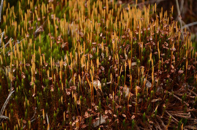 Close-up of crop growing in field