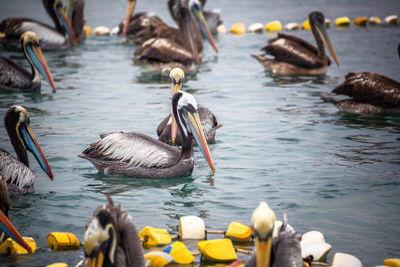 Pelicans swimming in lake