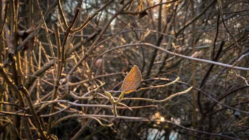 Close-up of dry leaf on branch