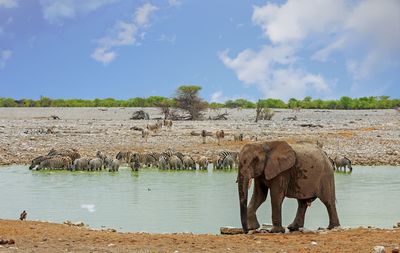Elephants drinking water