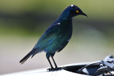 Close-up of bird perching