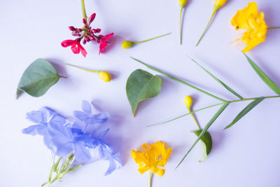 Close-up of yellow flowers over white background