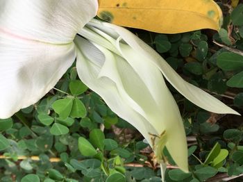 Close-up of white flower blooming outdoors
