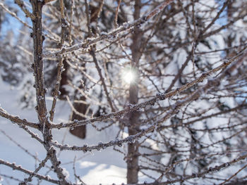 Low angle view of frozen bare tree against sky