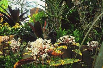 Close-up of flowering plants in park