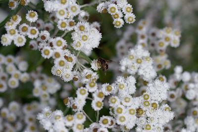 Close-up of bee on flowers