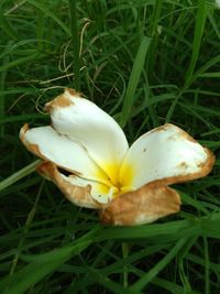 Close-up of mushrooms