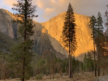 Panoramic view of pine trees and mountains against sky