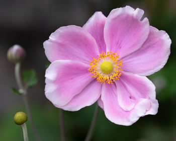 Close-up of pink flower