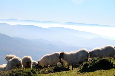 Sheep on green mountain