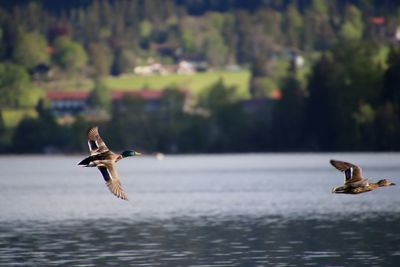 Bird flying over the sea