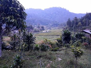 Scenic view of field against sky