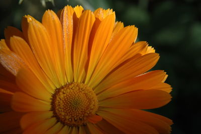 Close-up of yellow flower