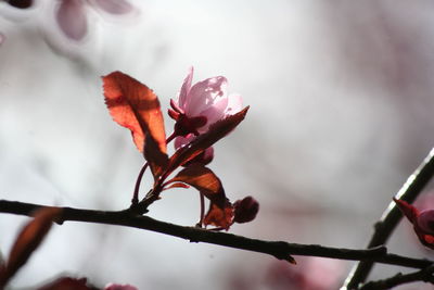 Close-up of flower against blurred background