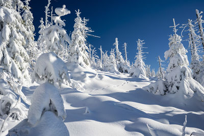 Snow covered trees on land against sky