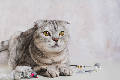 pet