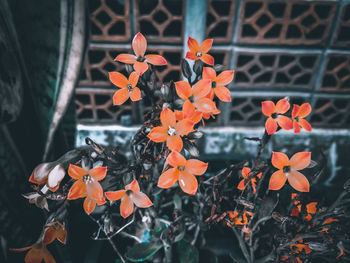 Close-up of orange flowering plant