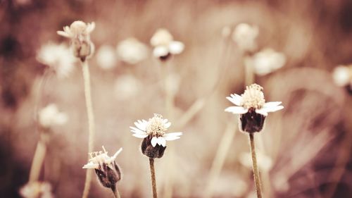 Close-up of wilted flowering plant on field