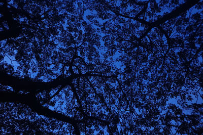 Low angle view of tree against sky at night