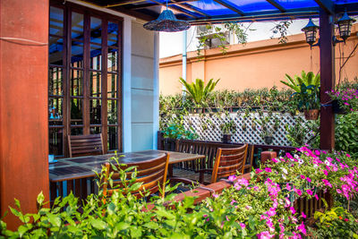 Potted plants in backyard