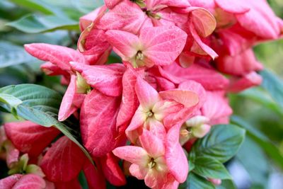 Close-up of pink flowers