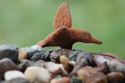 Close-up of lizard on rock