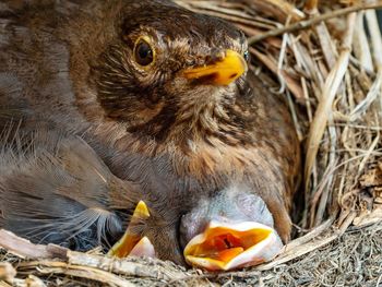 Close-up of baby bird and mum in nest