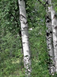 Low angle view of trees growing in forest