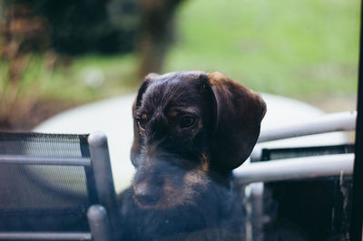Close-up of dog looking away