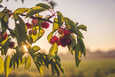 Close-up of red berries growing on tree against sky