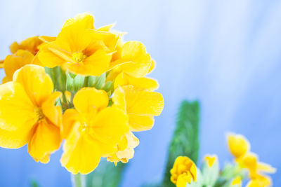 Close-up of yellow flowering plant