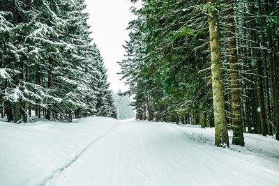 Snow covered road amidst trees against sky