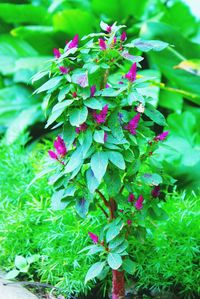 Close-up of flowers growing on plant