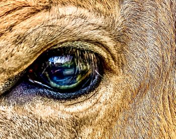 Close-up of horse eye