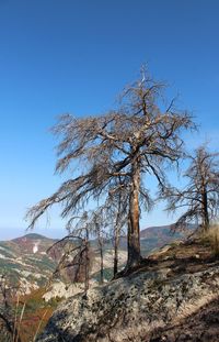 Bare tree on mountain against clear blue sky