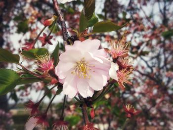 Close-up of pink cherry blossoms in spring