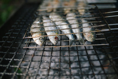 Close-up of fishes on barbecue grill